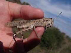 Locusta migratoria cinerascens