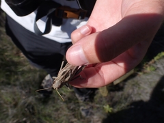 Locusta migratoria cinerascens