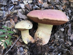 Rubroboletus lupinus