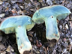 Rubroboletus lupinus