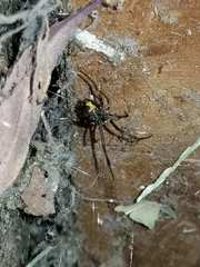 Latrodectus hesperus