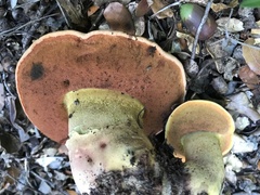 Rubroboletus lupinus