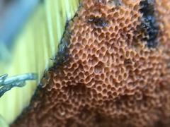Rubroboletus lupinus