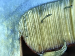 Rubroboletus lupinus