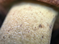 Rubroboletus lupinus