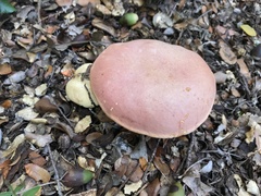 Rubroboletus lupinus