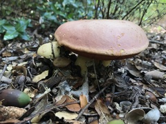 Rubroboletus lupinus