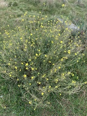 Diplotaxis tenuifolia
