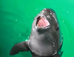 Narrow-Ridged Finless Porpoise photo 5