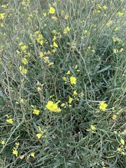 Diplotaxis tenuifolia