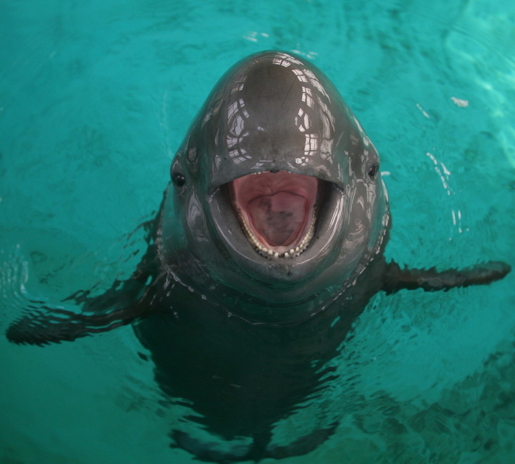 Narrow-Ridged Finless Porpoise