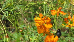 Xylocopa tranquebarorum