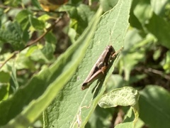 Phaedrotettix dumicola