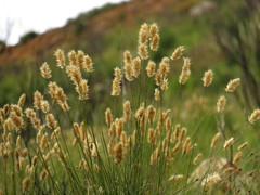 Geochloa rufa