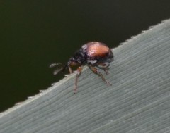 Nanophyinae