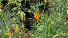 Xylocopa tranquebarorum