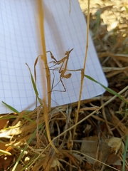 Empusa