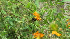 Xylocopa tranquebarorum