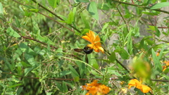 Xylocopa tranquebarorum