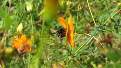 Xylocopa tranquebarorum