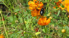 Xylocopa tranquebarorum