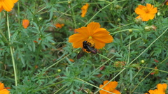 Xylocopa tranquebarorum