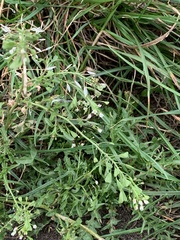 Capsella bursa-pastoris