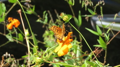 Argynnis hyperbius