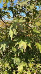 Acer palmatum