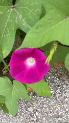 Ipomoea orizabensis