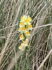 Linaria vulgaris