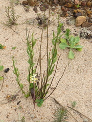 Montinia caryophyllacea