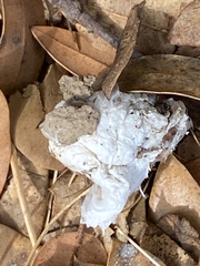 Calisoga longitarsis