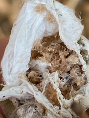 Calisoga longitarsis