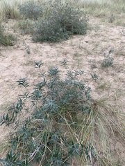 Hippophae rhamnoides