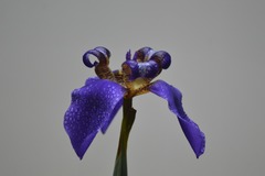Trimezia coerulea