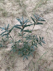 Hippophae rhamnoides