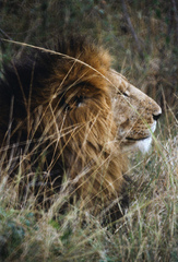 Panthera leo