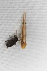 Triaenodes marginatus