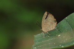 Miletus symethus