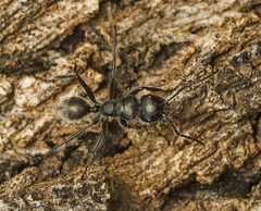Calomyrmex
