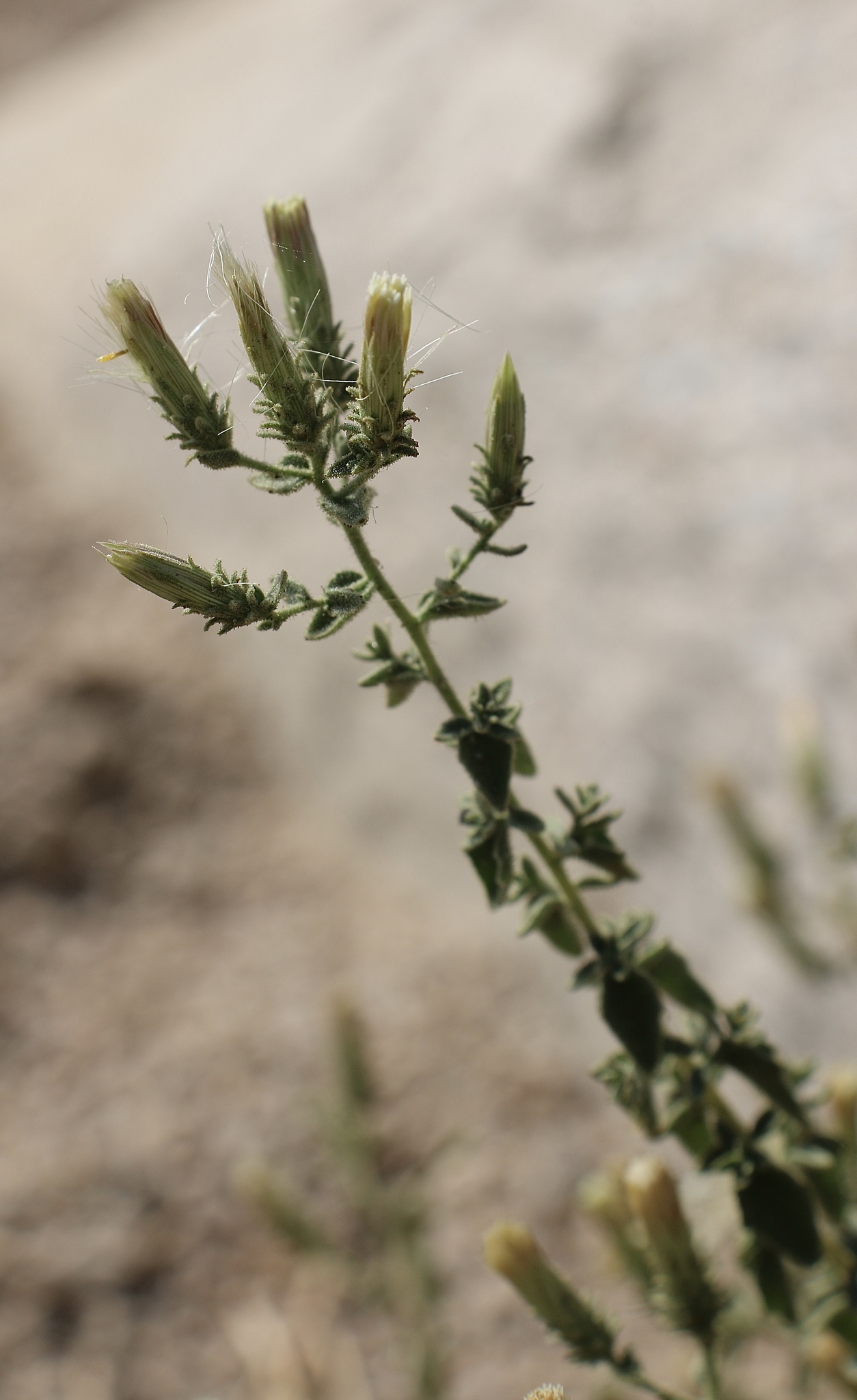 Brickellia microphylla