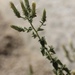 Brickellia microphylla - Photo (c) Morgan Stickrod,  זכויות יוצרים חלקיות (CC BY-NC), הועלה על ידי Morgan Stickrod
