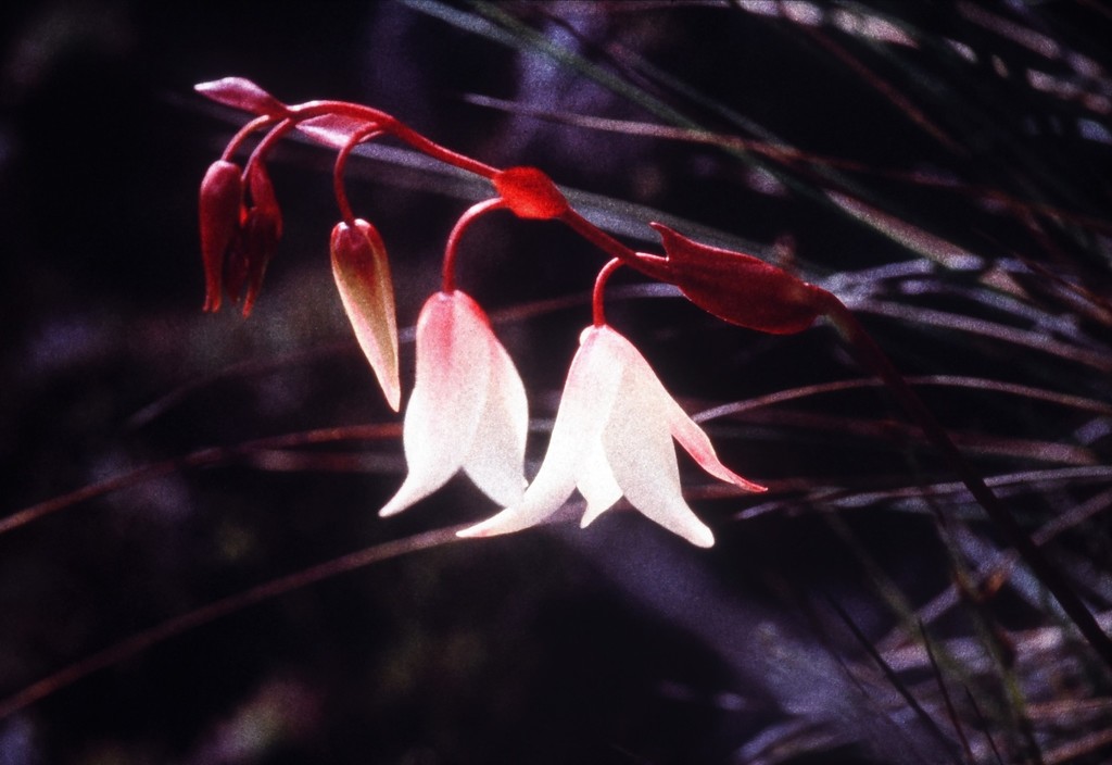 Heliamforas — Heliamphora spp.