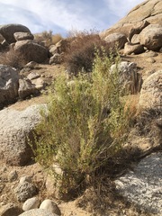 Brickellia longifolia multiflora