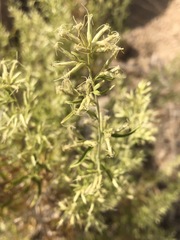 Brickellia longifolia multiflora