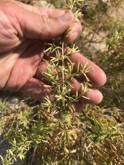 Brickellia longifolia multiflora