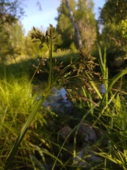 Scirpus orientalis