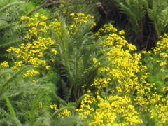 Senecio subcanescens
