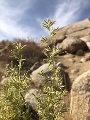 Brickellia longifolia multiflora